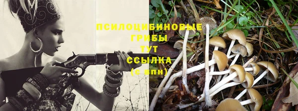 прущие грибы Медвежьегорск